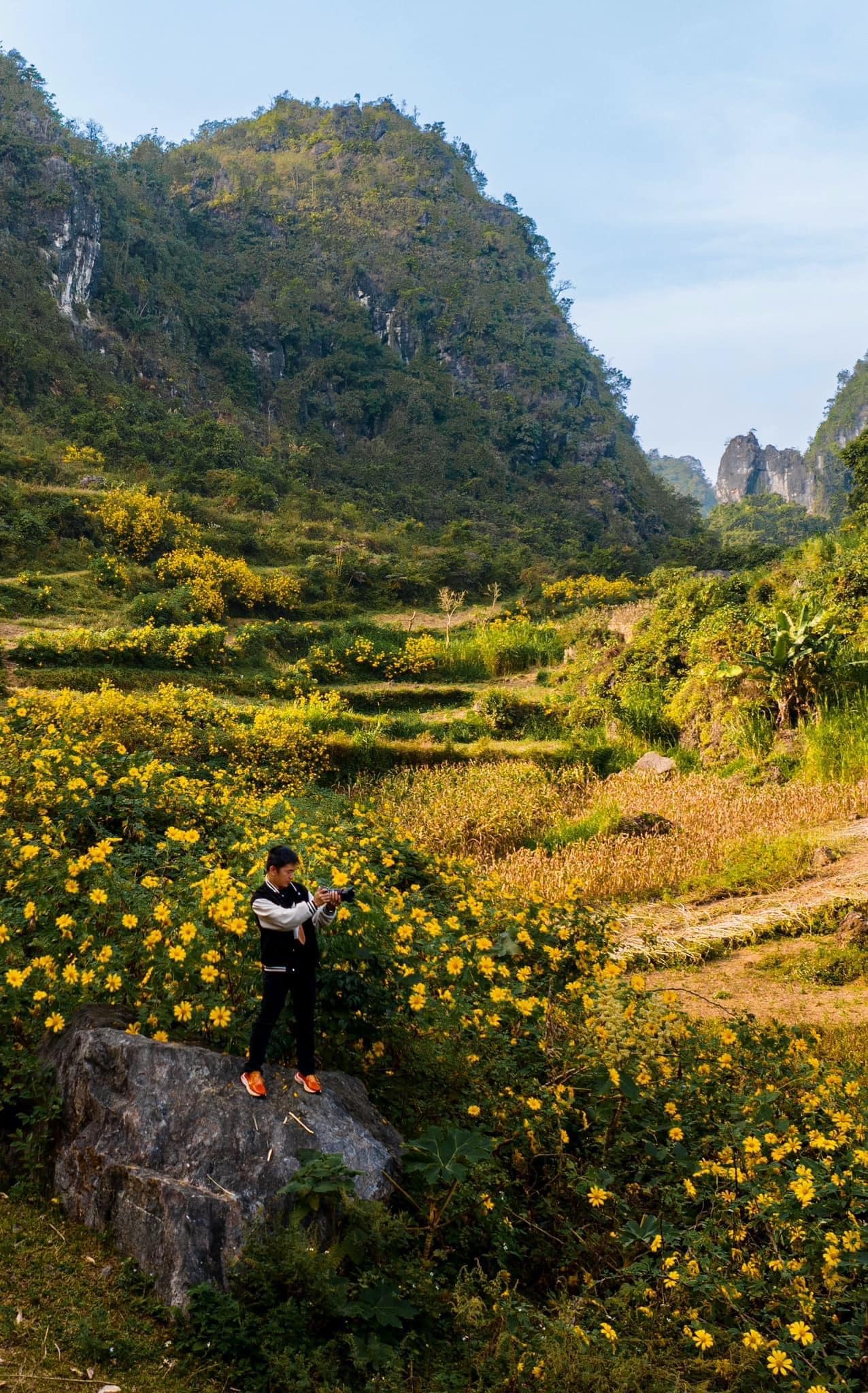 Hoa Dã Quỳ ở Hạ Lang, Cao Bằng: Vẻ Đẹp Lãng Mạn Giữa Mùa Đông Hoa Dã Quỳ ở Hạ Lang, Cao Bằng: Vẻ Đẹp Lãng Mạn Giữa Mùa Đông